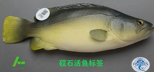 砹石科技活魚標簽 科技賦能，讓老百姓輕松甄別高品質新鮮水產品