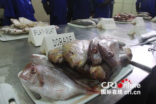 中塞攜手打造漁業明珠 水產品加工廠躍升塞內加爾行業龍頭